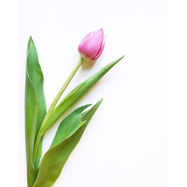 Tulipano rosa.