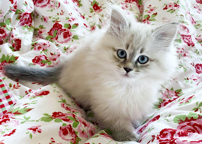 Siberian cat neva masquerade.