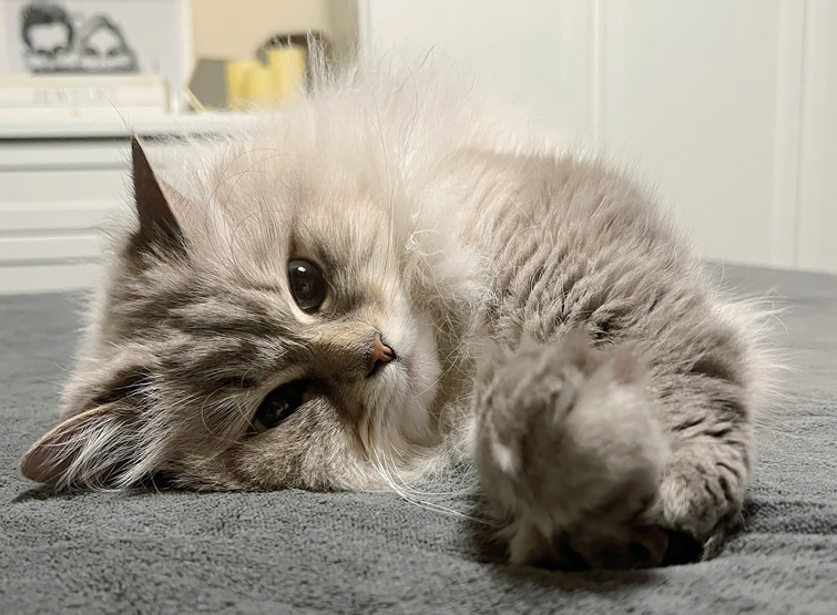 Guida completa sul gatto siberiano.