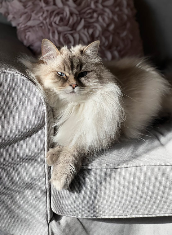 Gatto siberiano neva masquerade colorpoint.