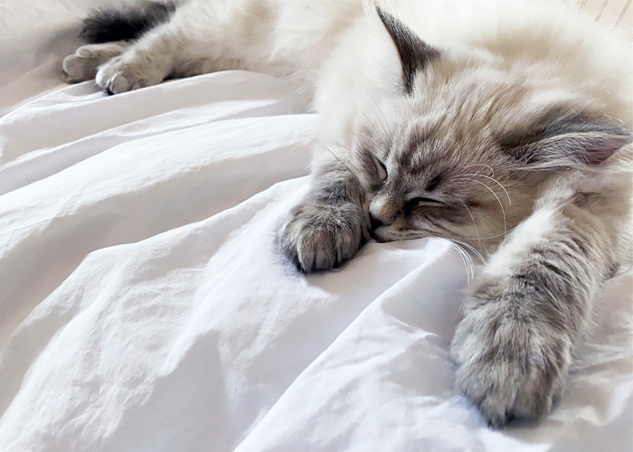 Tutto quello che c'è da sapere sul gatto siberiano.