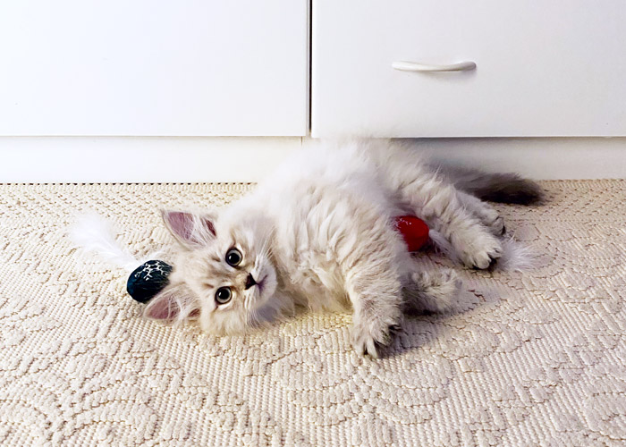 Siberian cat complete guide.