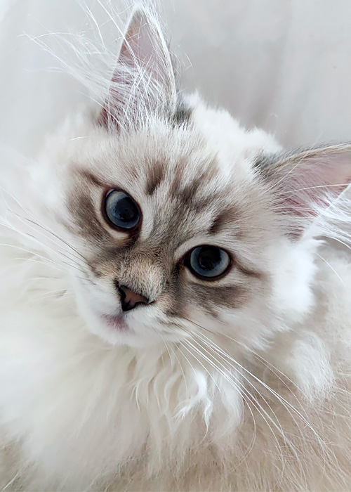 Gatto siberiano.