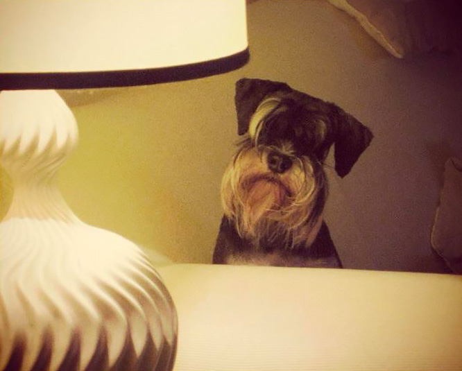 Schnauzer nano.
