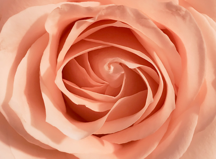 Come potare le rose: guida pratica a cura, tempi e strumenti.