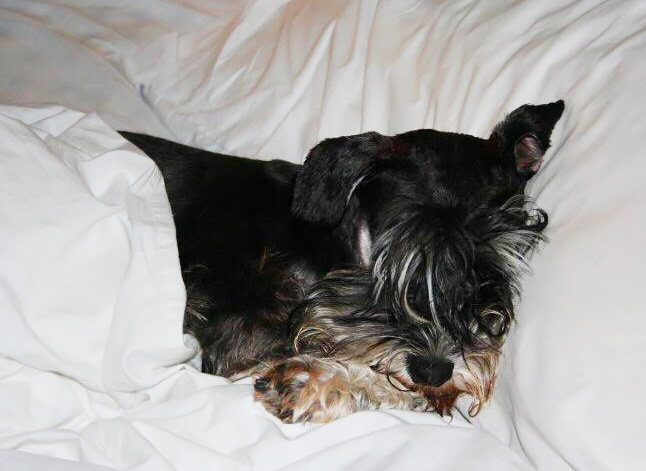 Schnauzer nano.