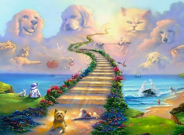 La leggenda del ponte arcobaleno: un addio speciale per i nostri amici animali.