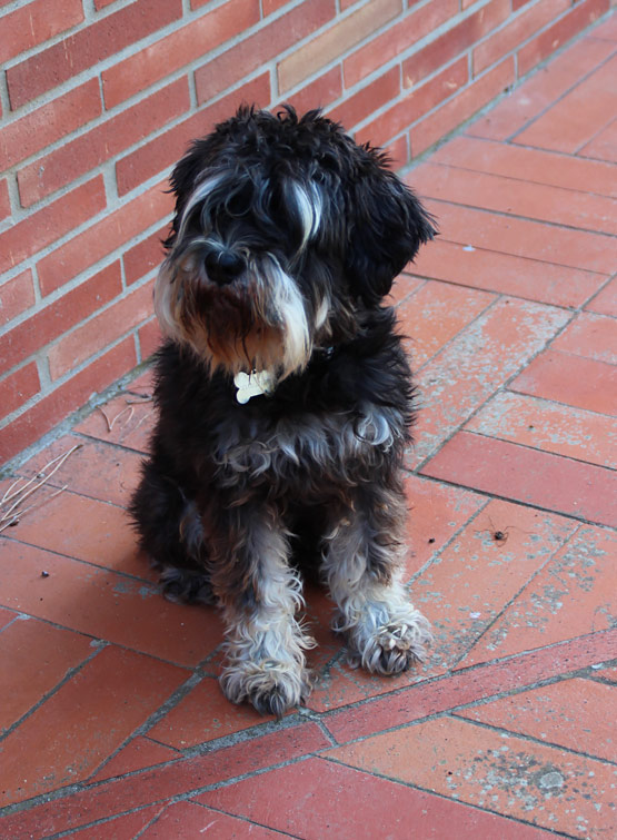 Schnauzer nano nero argento.